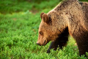 Ritratto di un grande orso bruno fotografato di profilo