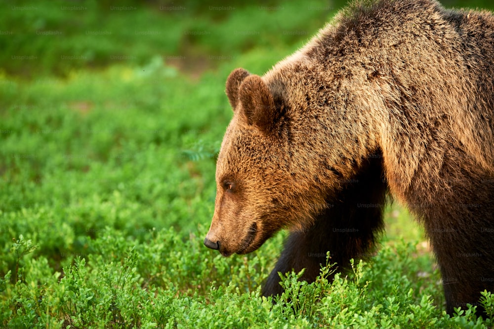 Portrait of a big brown bear photographed in profile