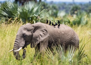 Еlephant geht mit einem Vogel auf dem Rücken im Merchinson Falls National Park über das Gras. Afrika. Uganda. Eine ausgezeichnete Illustration.