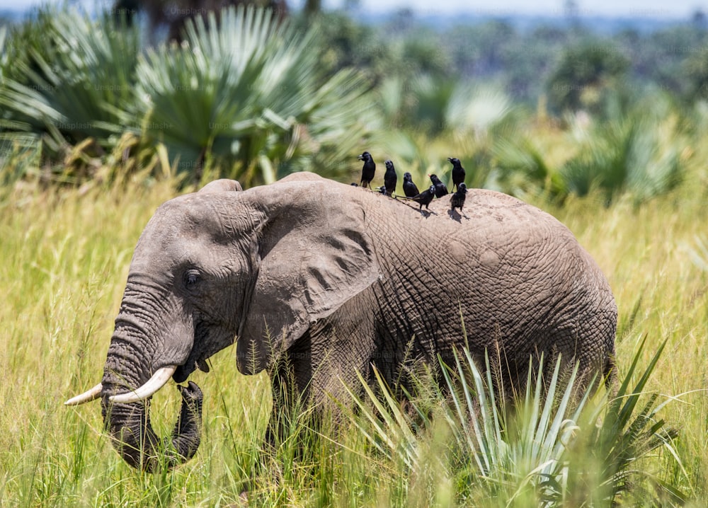 Еlephant geht mit einem Vogel auf dem Rücken im Merchinson Falls National Park über das Gras. Afrika. Uganda. Eine ausgezeichnete Illustration.