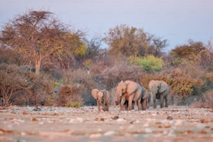 Manada de elefantes se aproximando de um poço de água.