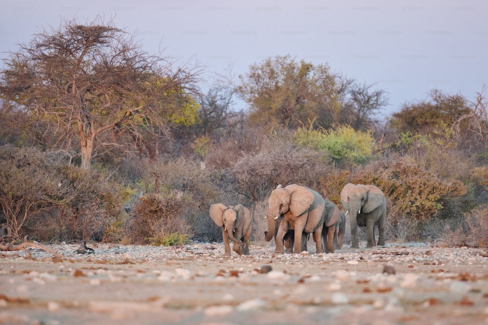 Elephant herd approaching a water hole.