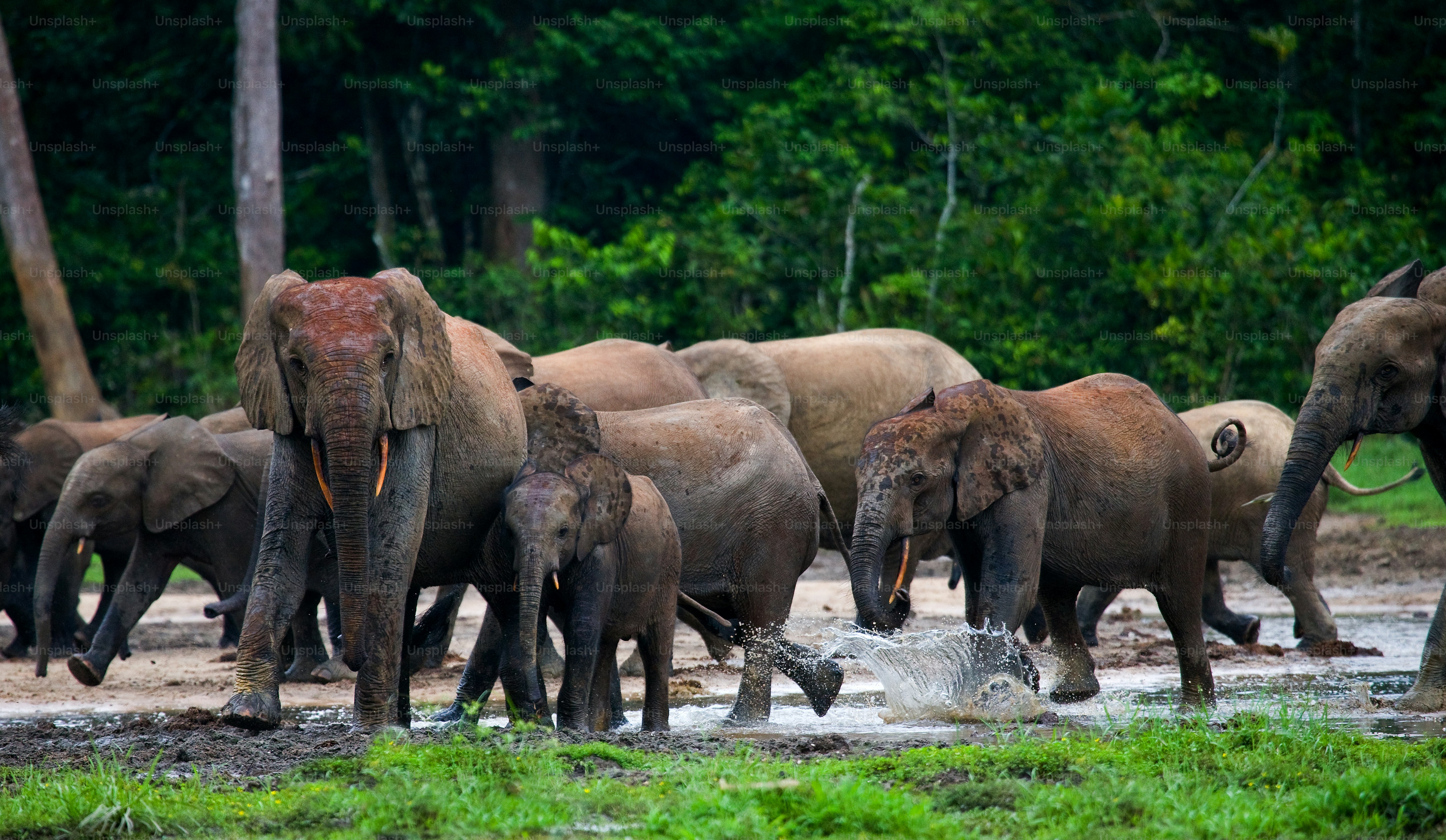 Group of forest elephants in the forest edge. Republic of Congo. Dzanga-Sangha Special Reserve. Central African Republic. An excellent illustration.