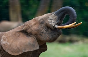 Forest elephant drinking water from a source of water. Central African Republic. Republic of Congo. Dzanga-Sangha Special Reserve. An excellent illustration.