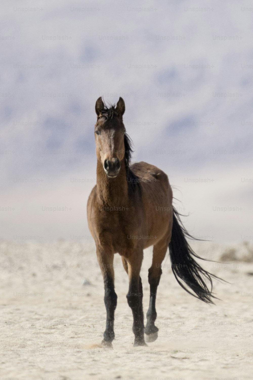 Wild Namibian desert horse.