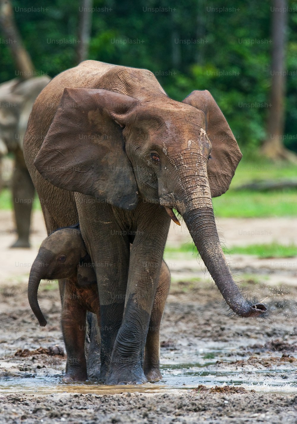 Éléphant femelle avec un bébé. République centrafricaine. République du Congo. Réserve spéciale de Dzanga-Sangha. Une excellente illustration.