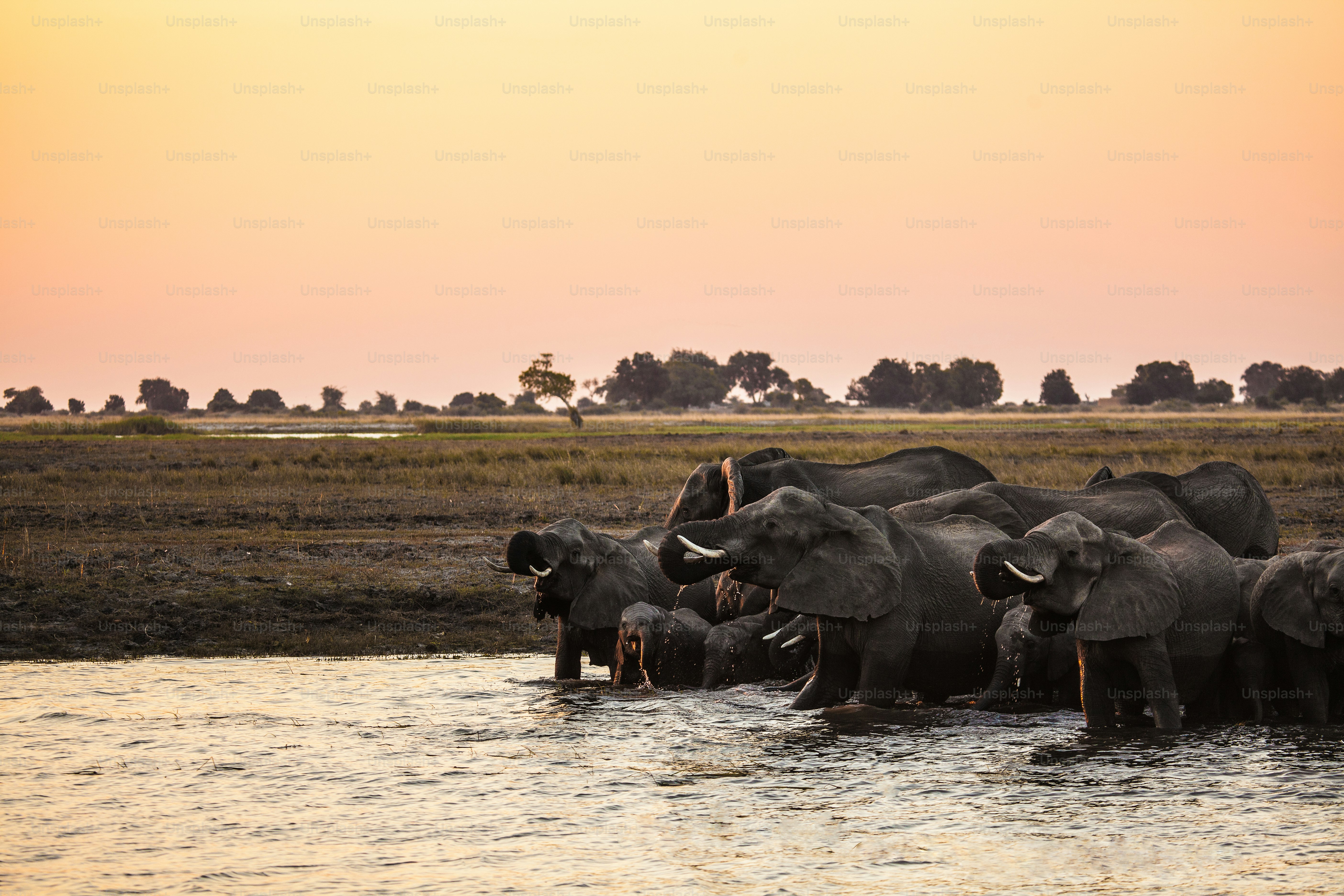 Chobe luxury travel — A Beautiful Detour