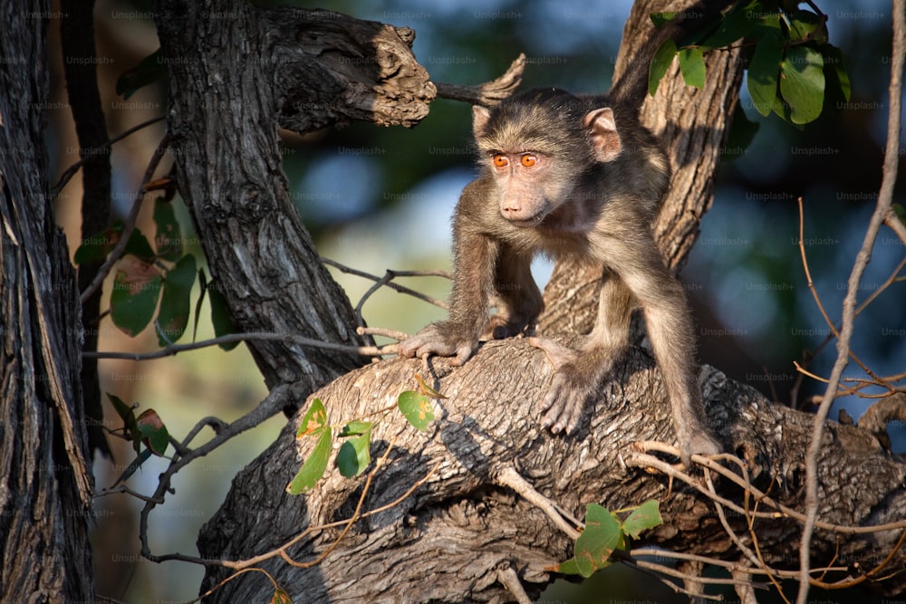 Un jeune babouin joue dans un arbre