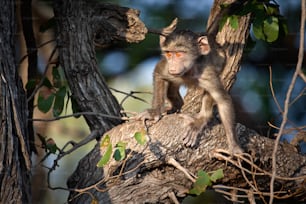 Un babuino joven juega en un árbol