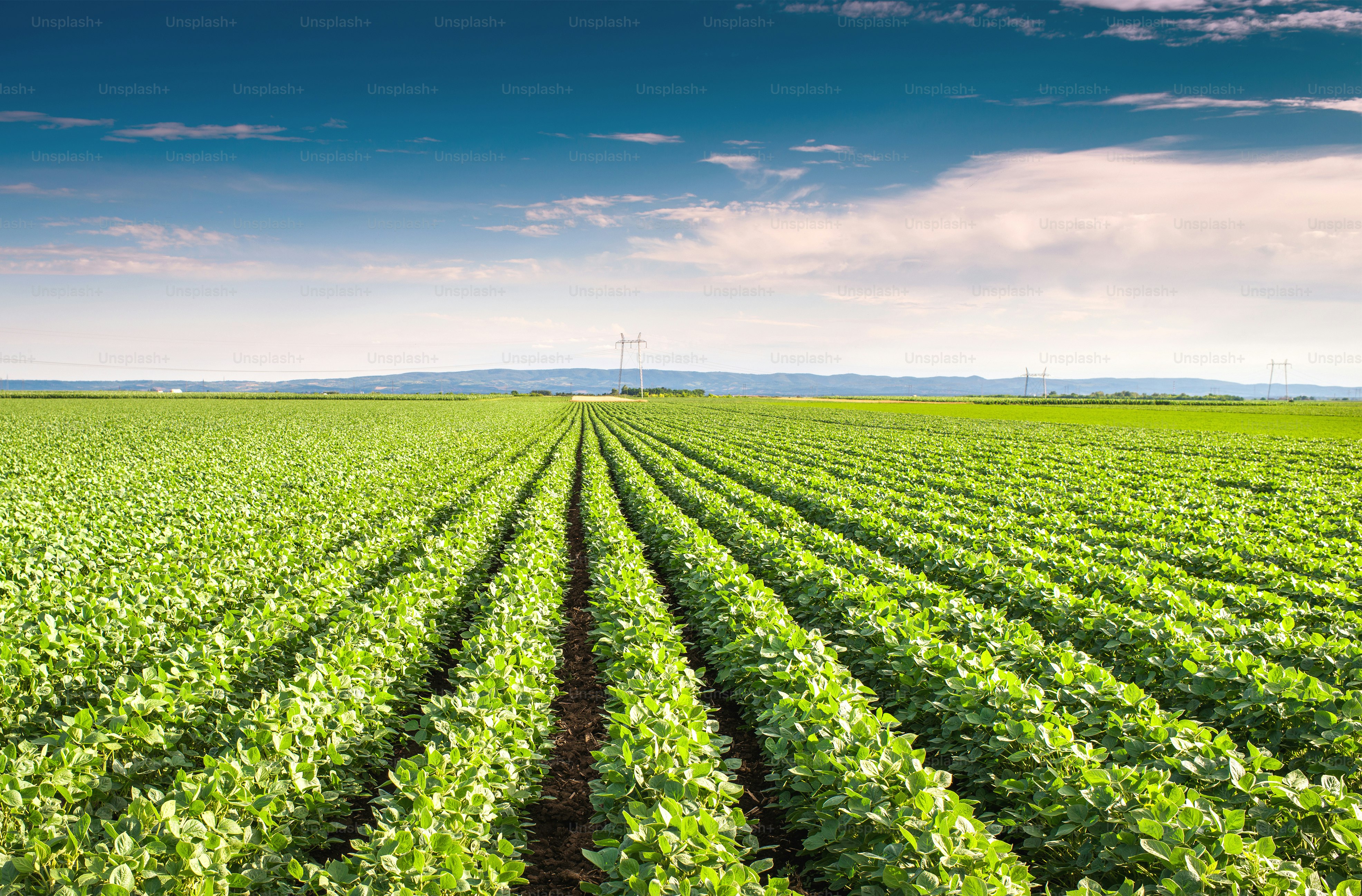Soybean Field Rows in summer photo – No people Image on Unsplash