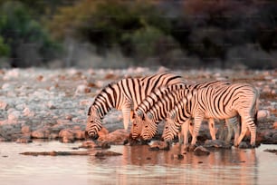 Zebras trinken an einem Wasserloch.