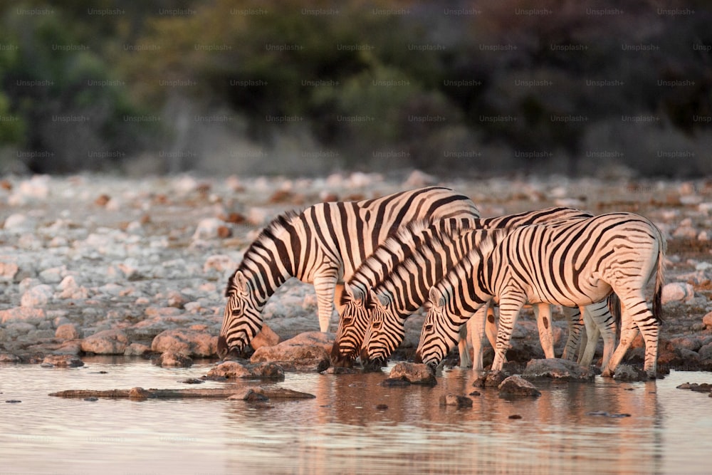 Cebras bebiendo en un pozo de agua.