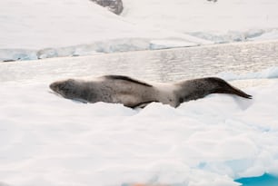 Uma foca-leopardo na Antártida.