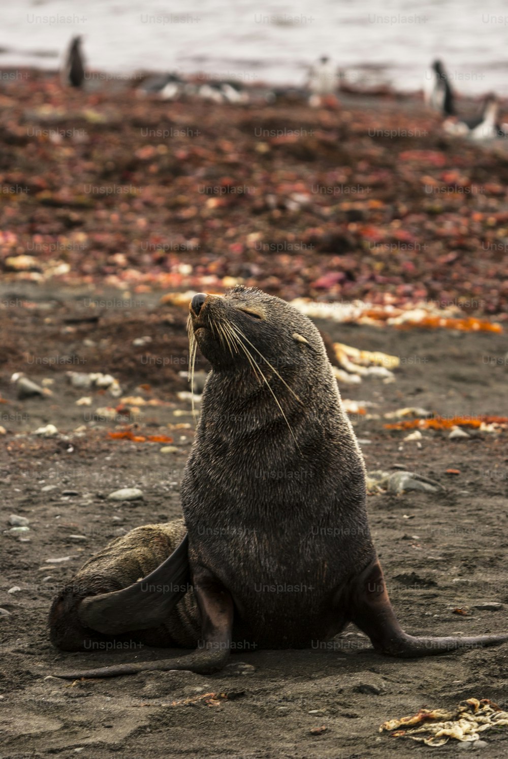 A fur seal in South Georgio Island