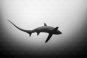말라파스쿠아의 상어