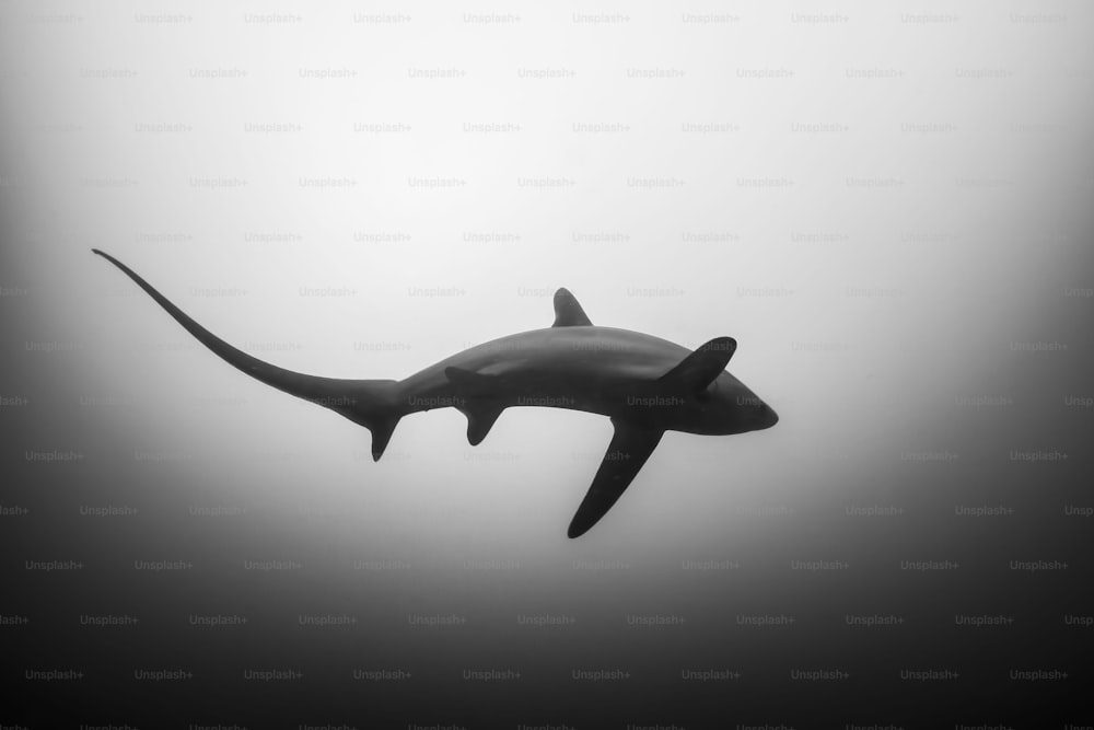 Un tiburón en Malapascua