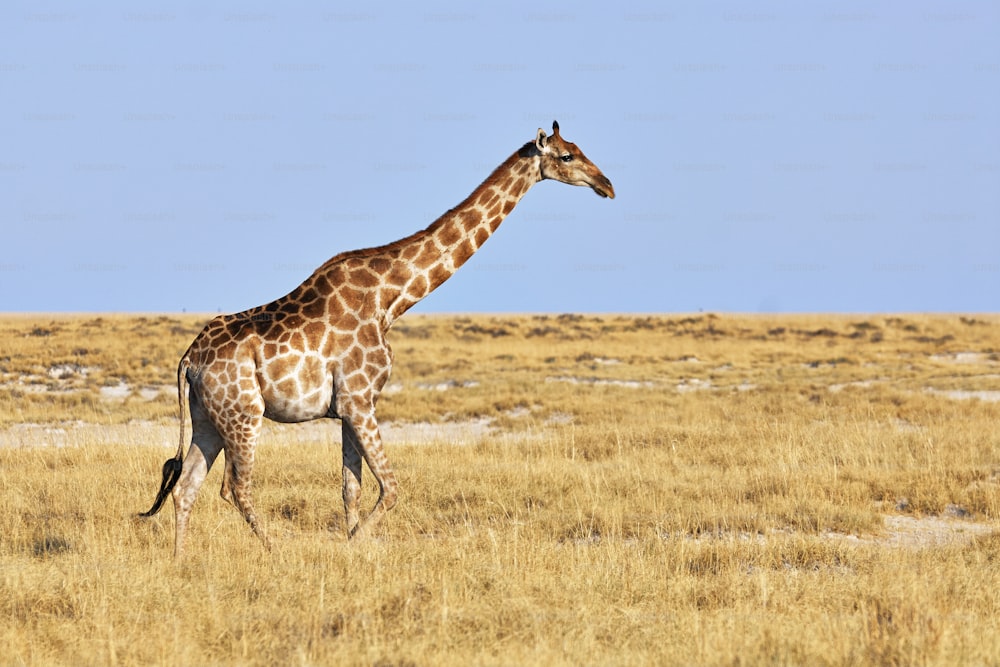 Giraffe walking in Namibia