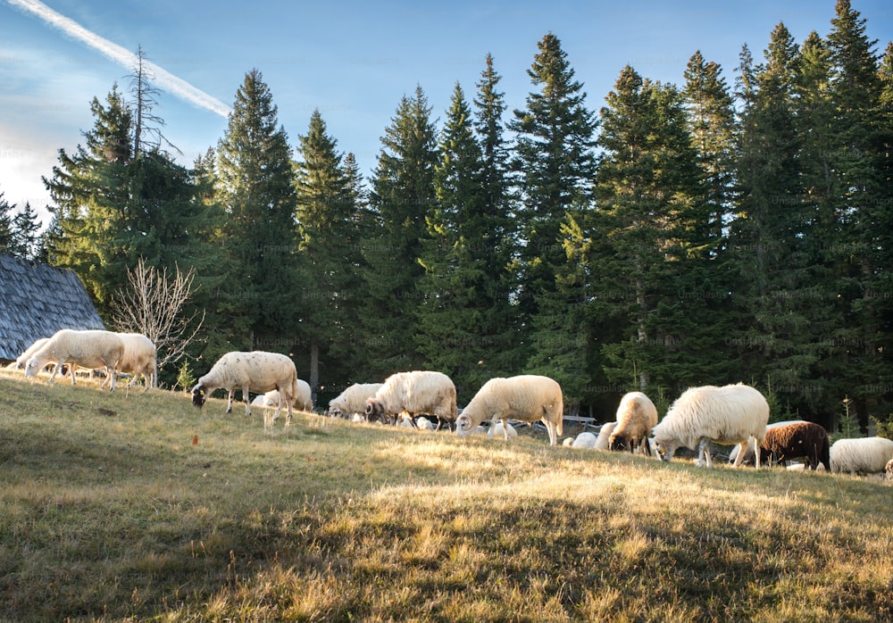 夕暮れ時に��丘で草を食む羊の群れ。