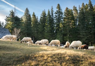 Flock of sheep grazing in a hill at sunset.