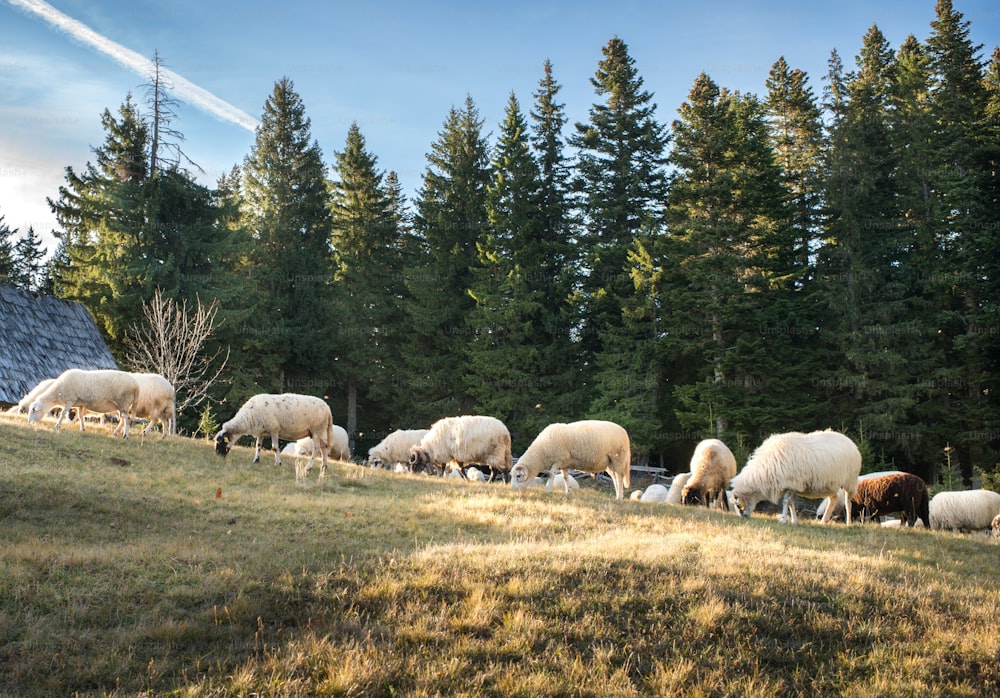 Flock of sheep grazing in a hill at sunset.