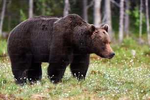 Big brown bear in a finnish forest