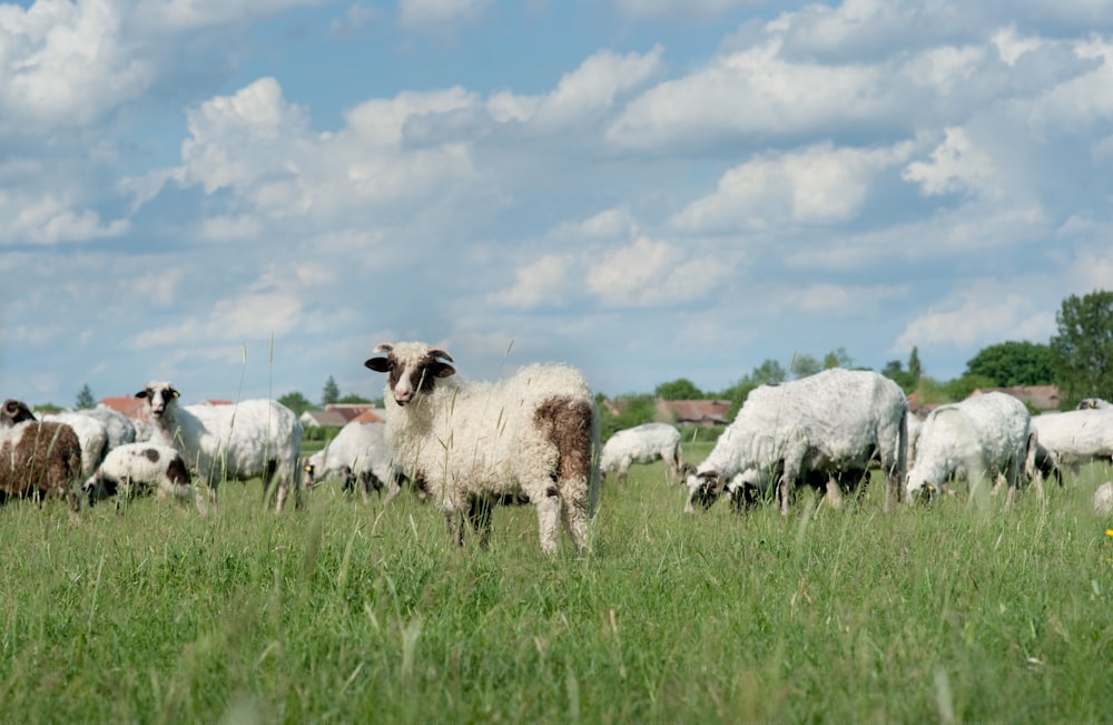 Schafe auf der Weide