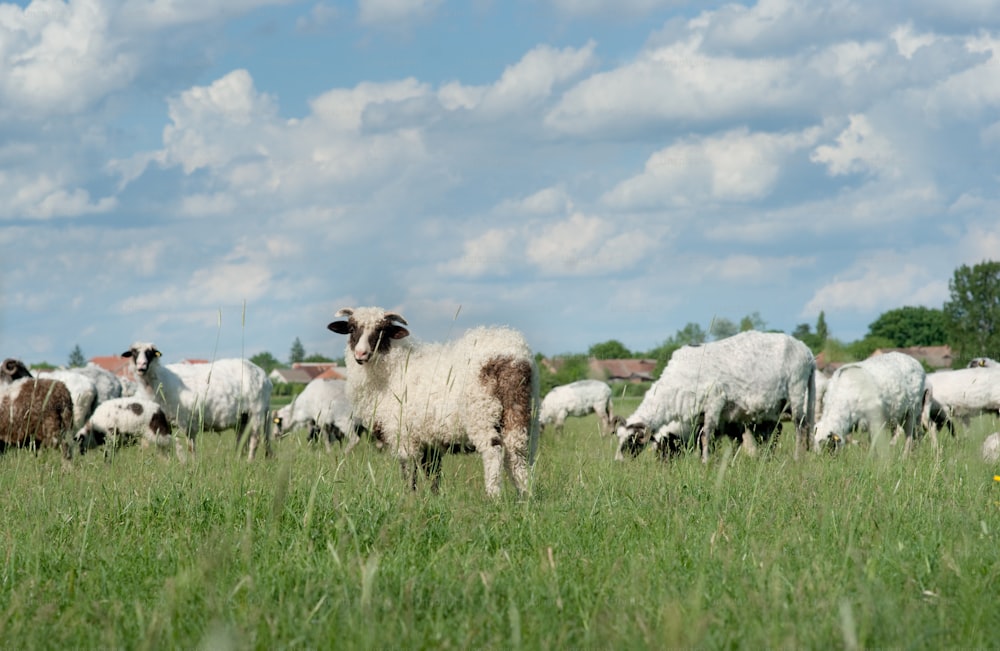 ovejas en pastos