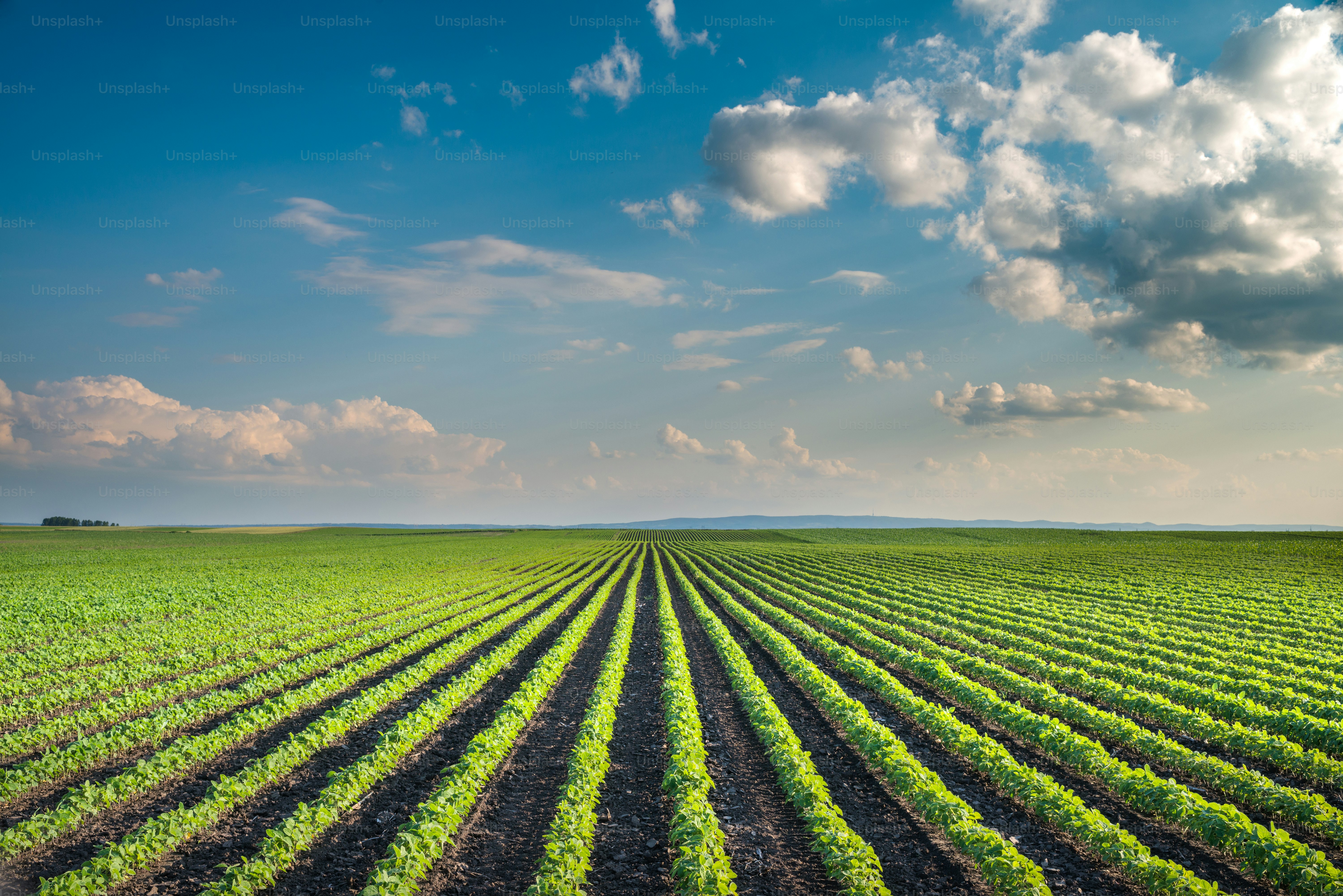 Soybean Field Rows in summer