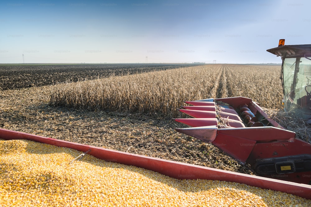 Harvesting of corn field in autumn