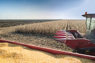 Harvesting of corn field in autumn