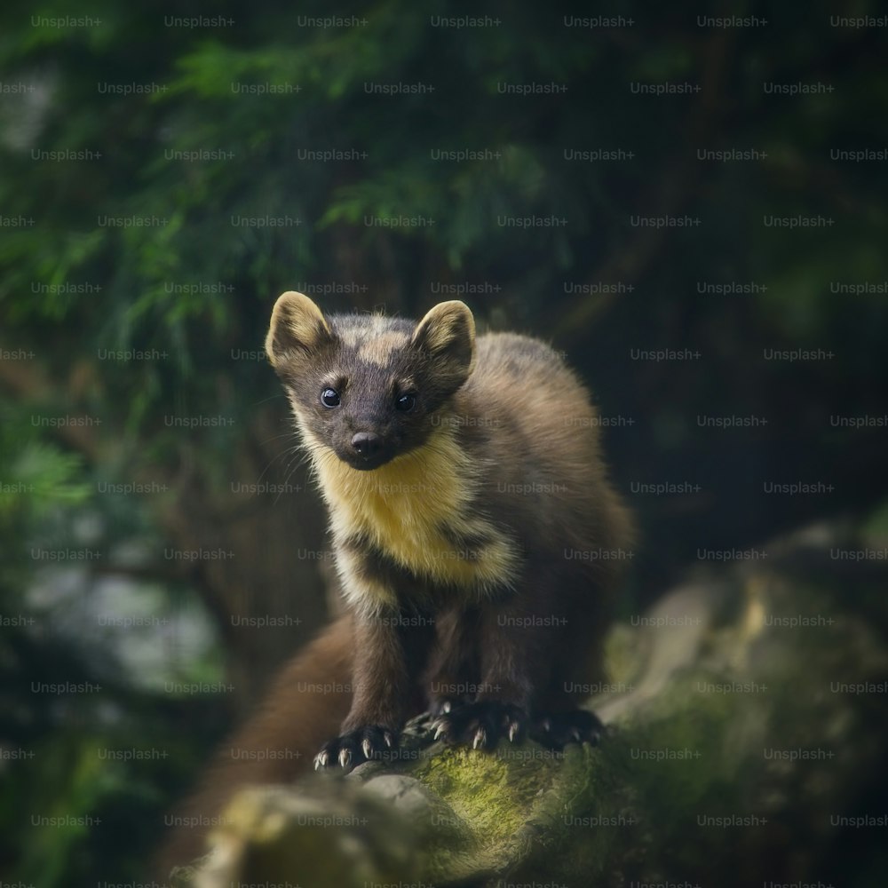 Beautiful pine martin martes martes on branch in tree