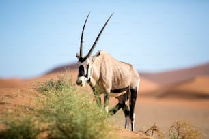 Gemsbok in the sand dunes of Sossusvlei.