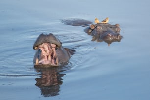 Hippopotames flottants