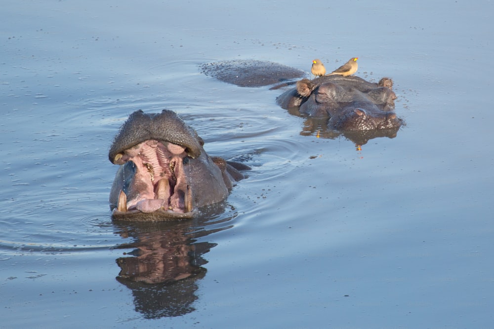 Hipopótamos flutuantes