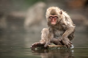 A snow monkey at the Jigokudani Monkey Park is in Yamanouchi, Shimotakai District, Nagano Prefecture, Japan