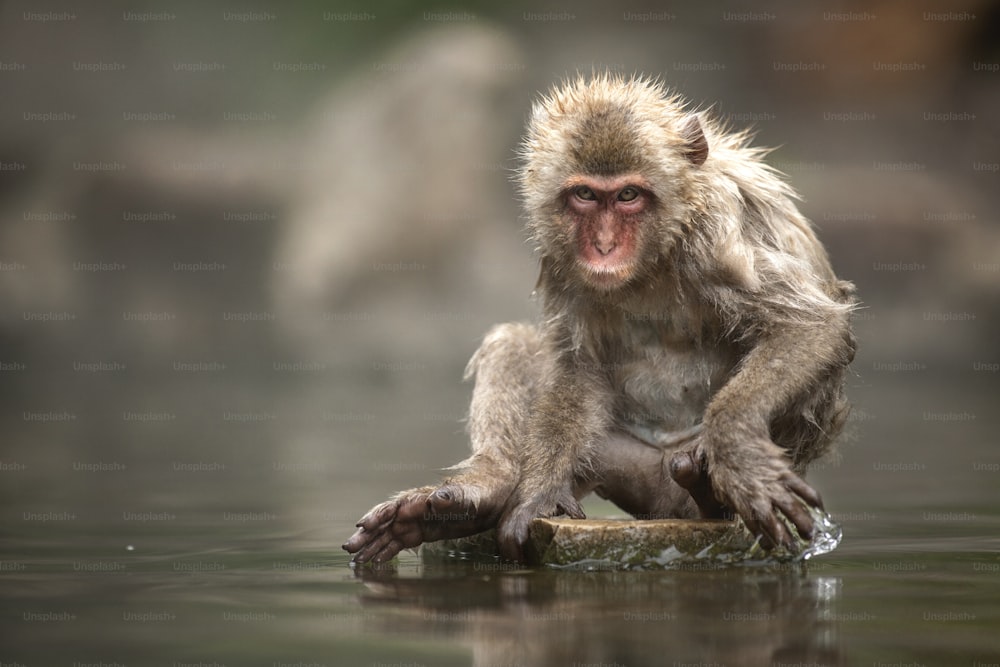 A snow monkey at the Jigokudani Monkey Park is in Yamanouchi, Shimotakai District, Nagano Prefecture, Japan