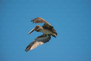 A Brown Pelican in Galapagos