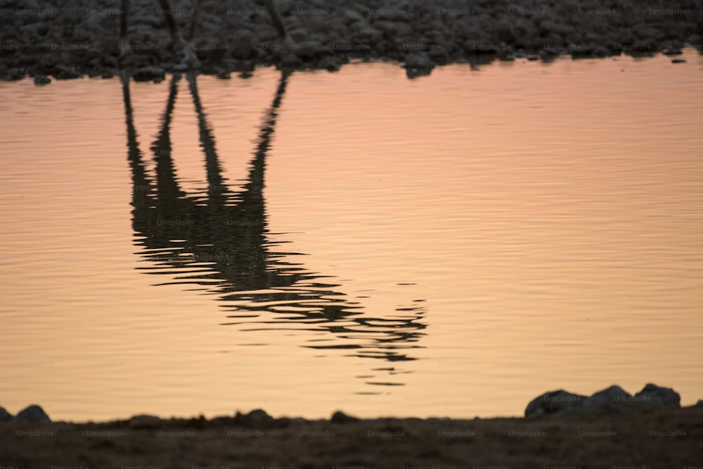 Reflections of gireffe in a water hole