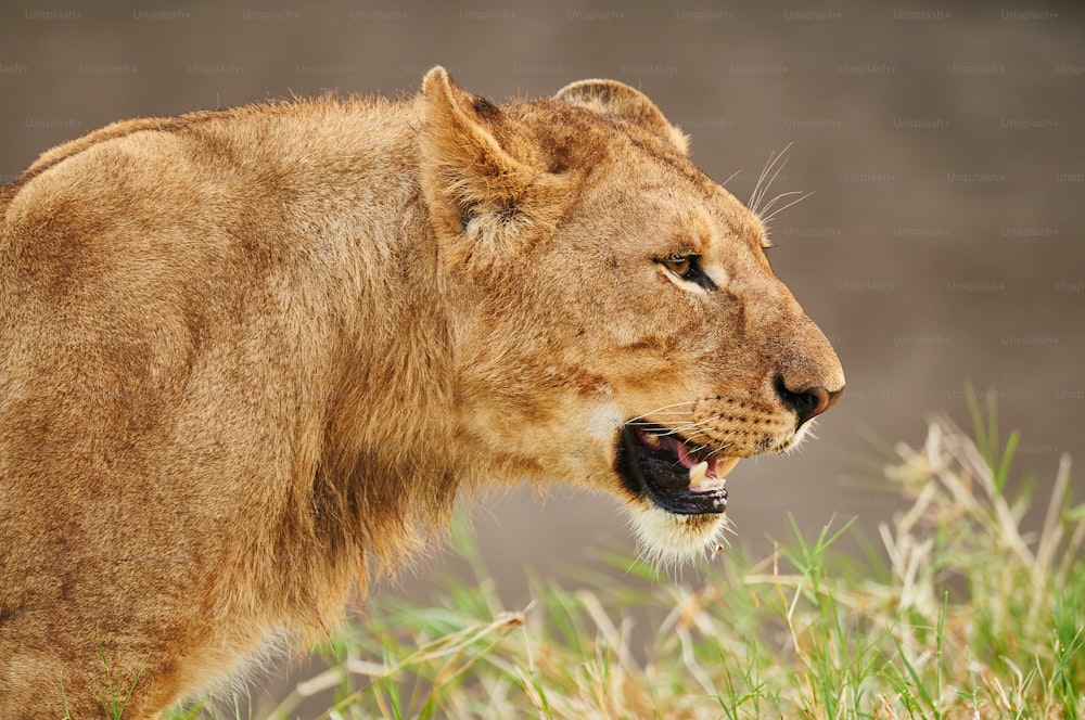 Imagem de perto de uma leoa após a caça