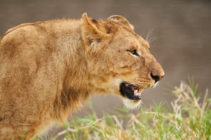 Imagen de primer plano de una leona después de cazar