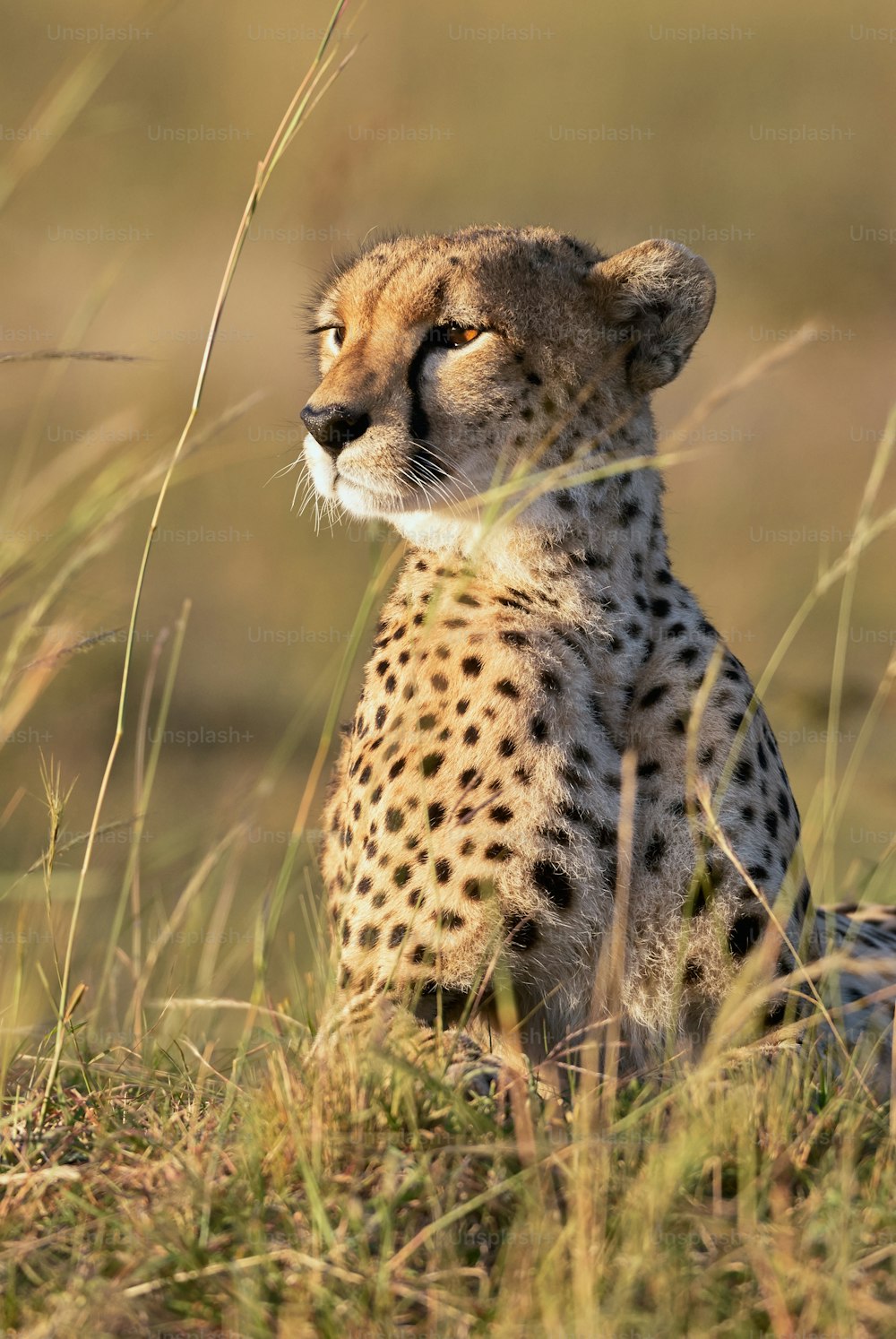 Vertikales Porträt eines schönen Geparden, der auf den Horizont blickt, ausgestreckt im Gras
