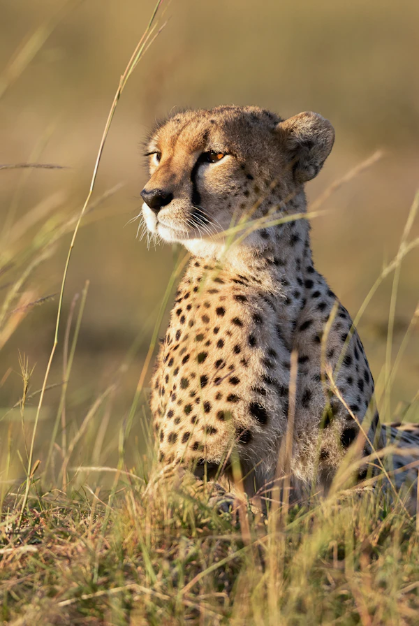Ngorongoro