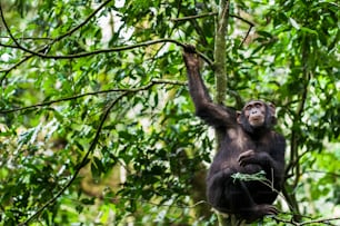 Close up retrato de chimpanzés ( Pan troglodytes ) descansando na árvore na selva. Floresta de Kibale em Uganda