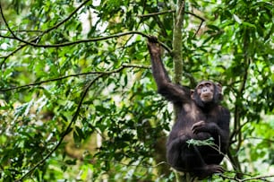Retrato de cerca de un chimpancé (Pan troglodytes) descansando en el árbol en la selva. Bosque de Kibale en Uganda