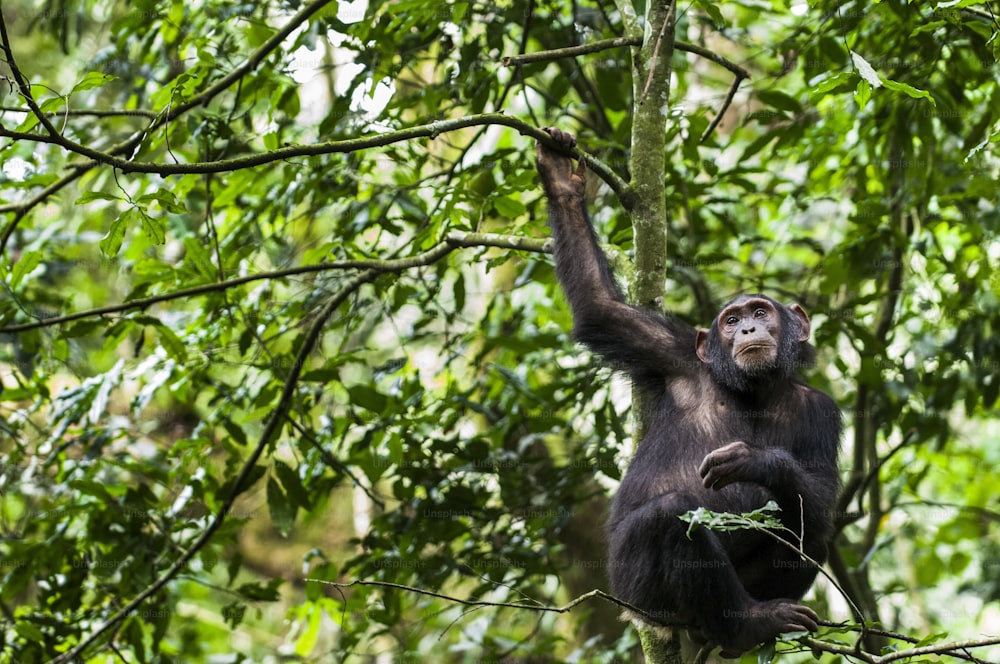 Portrait en gros plan de chimpanzé ( Pan troglodytes ) reposant sur l’arbre dans la jungle. Forêt de Kibale en Ouganda