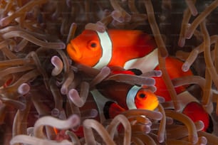 Un paio di pesci anemone nelle Filippine
