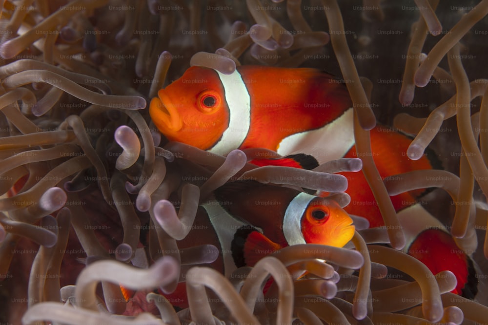 A couple of anemone fish in 	Philippines