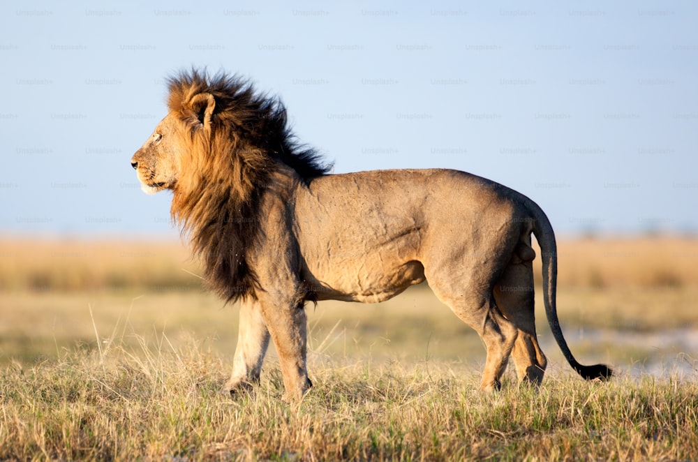 Large male lion