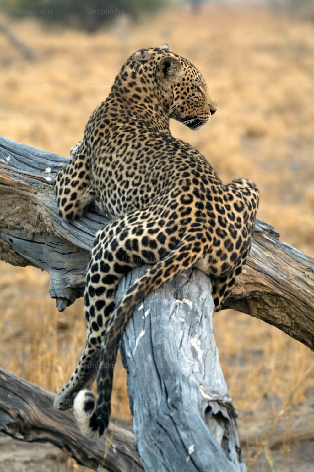 Leopardo descansando em uma árvore