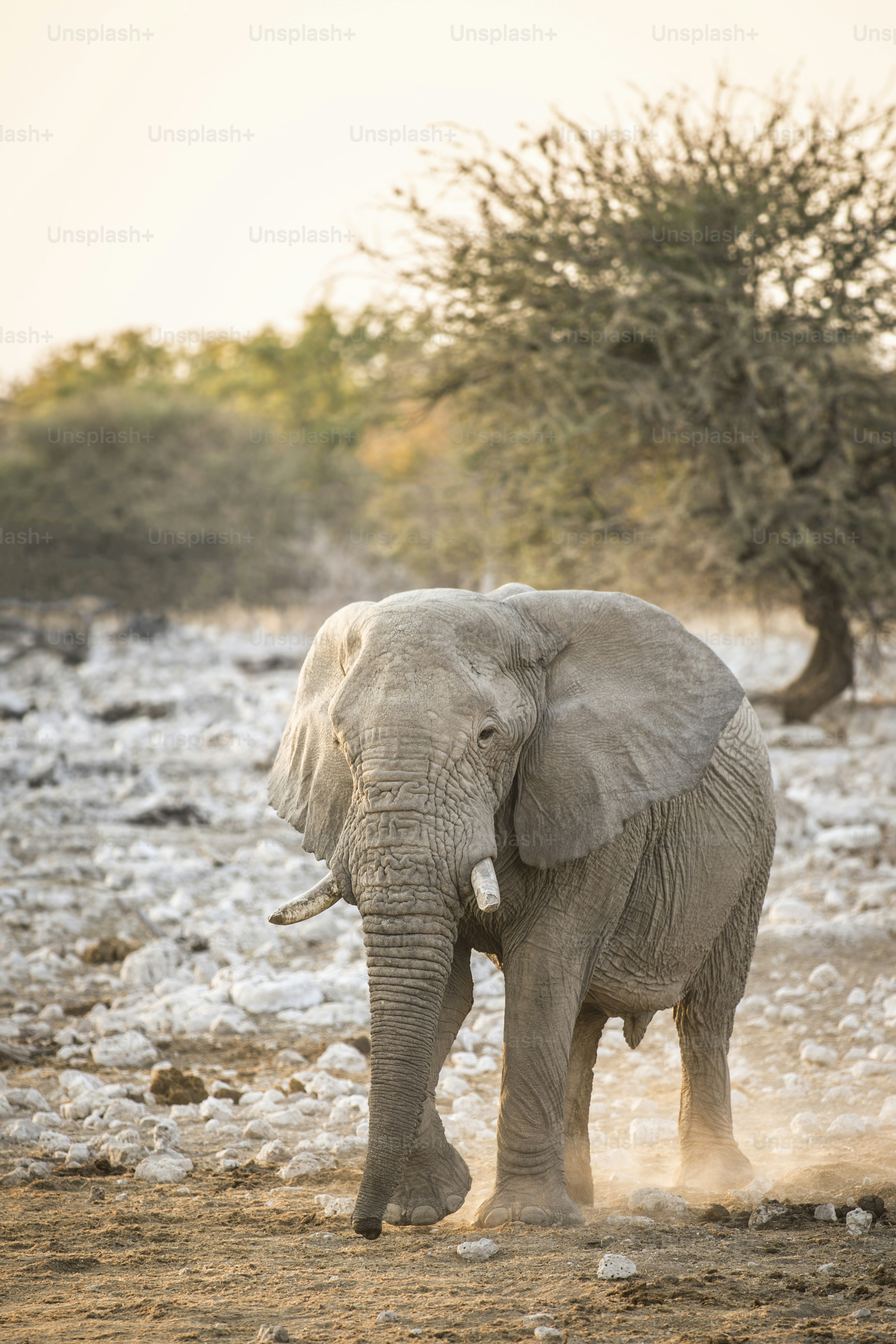 Bull elephant walking to water hole